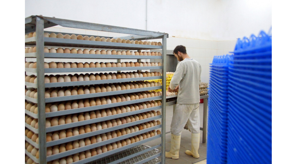Jak dbać o czystość inkubatorów do wylęgu jaj?