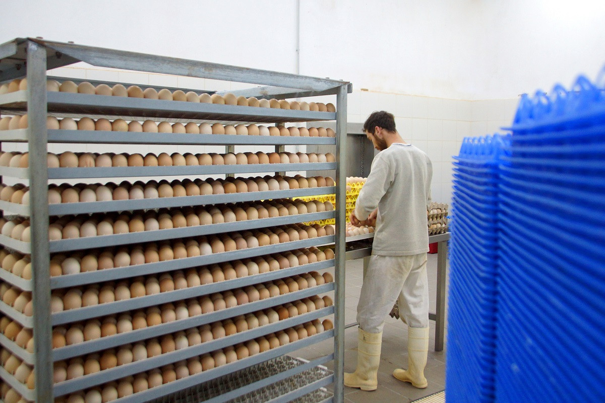 Jak dbać o czystość inkubatorów do wylęgu jaj?