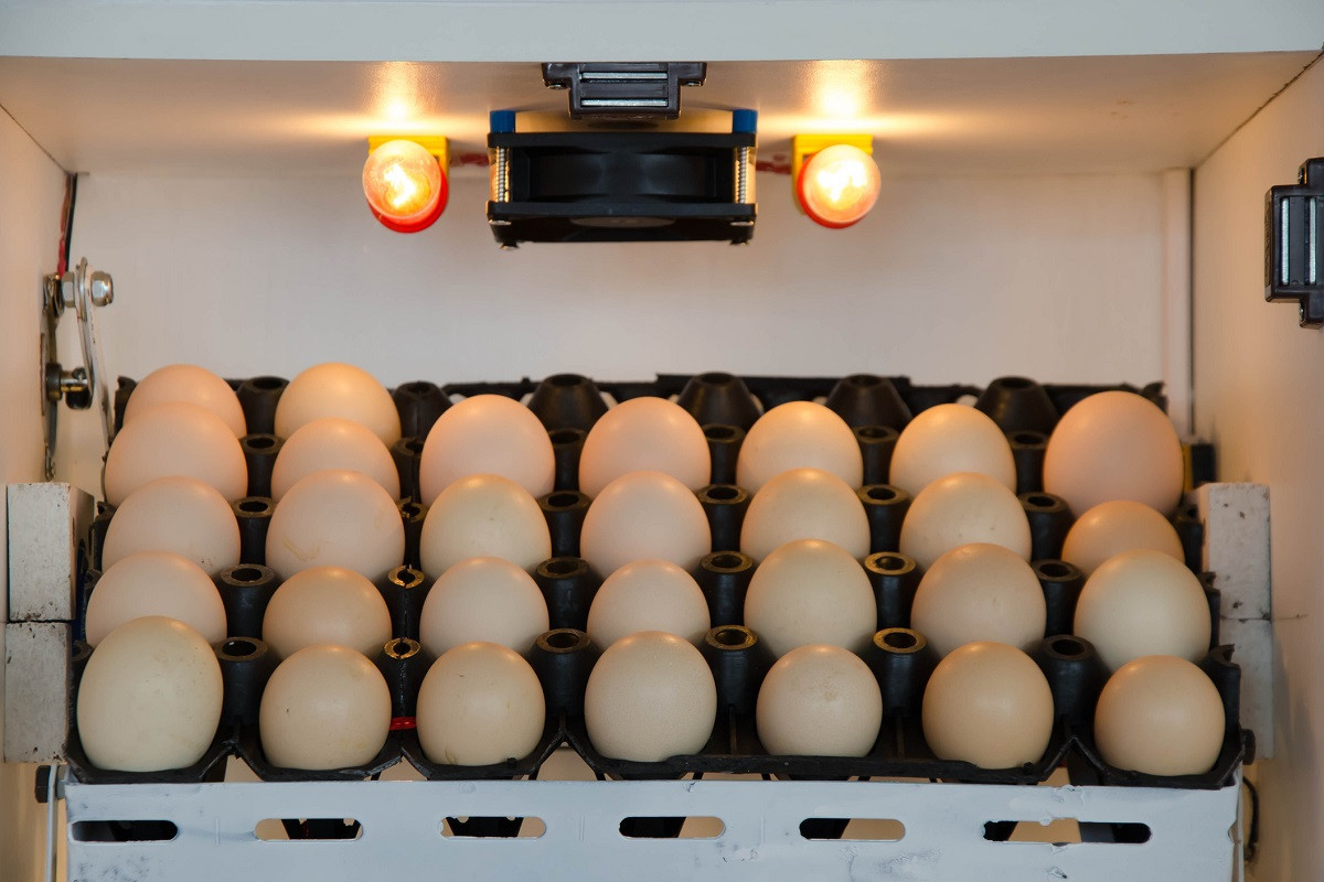 Jakie korzyści daje stosowanie inkubatorów do wylęgu jaj?