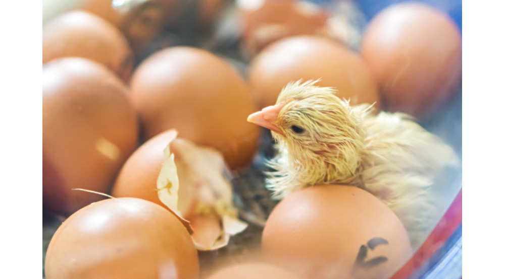 Czym są tace do inkubacji jaj?